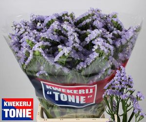 LIMONIUM ST DONAU BIRDS 75